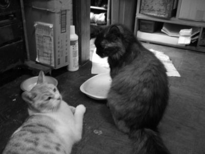 IMG_000324.jpg ( 25 KB )