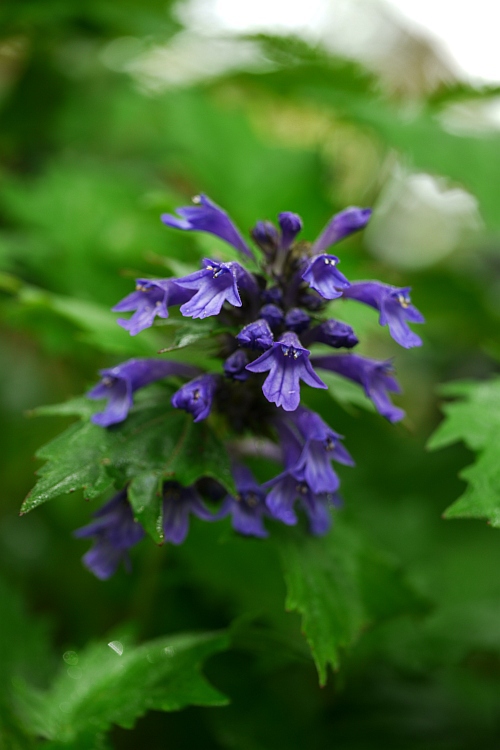 幾霜残日録2011/05/22 (日)