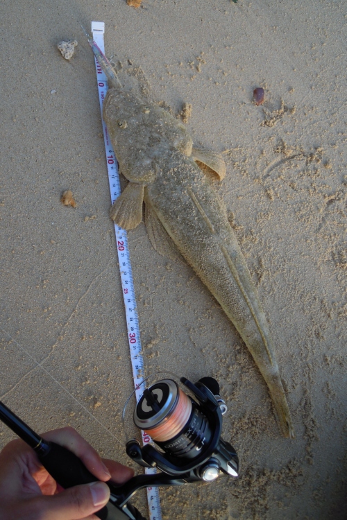 マゴチ45cm